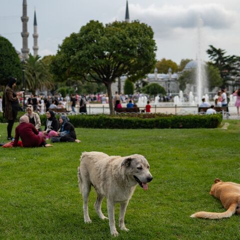 Stray dogs lie on the grass in front of the Blue Mosque in Istanbul on August 23, 2022.